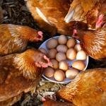 One Egg’s Un Oeuf