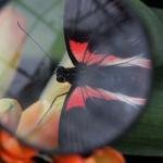Flutter by..