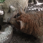 Mangalitsa Pigs!